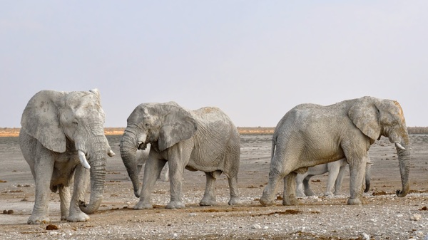 一群的大象