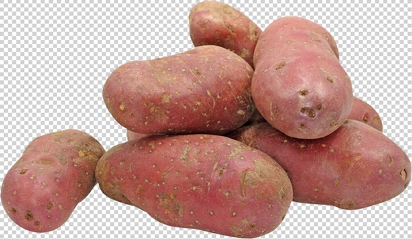 红薯图片