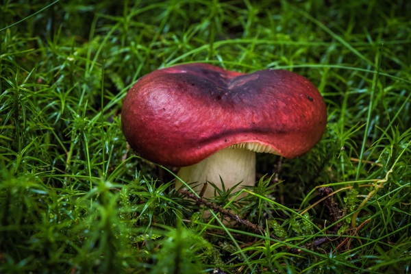 绿草蘑菇