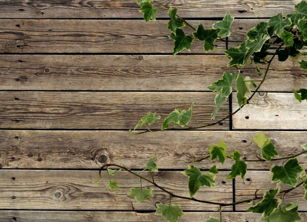 绿色藤蔓木纹木板背景图片