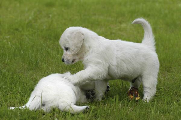 草地上两只玩耍的小狗