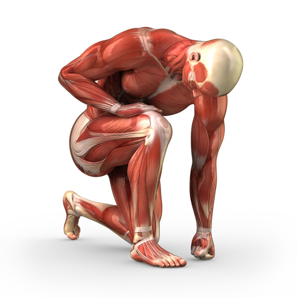 男性肌肉组织器官图片