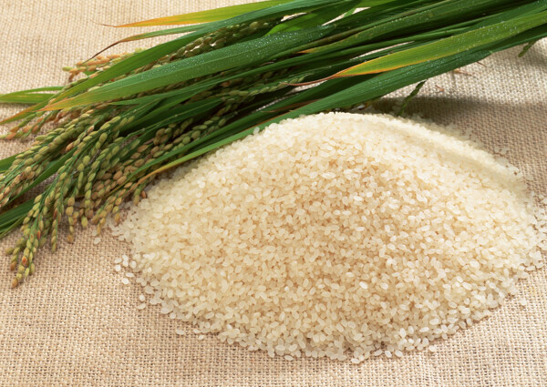 大米和稻谷图片