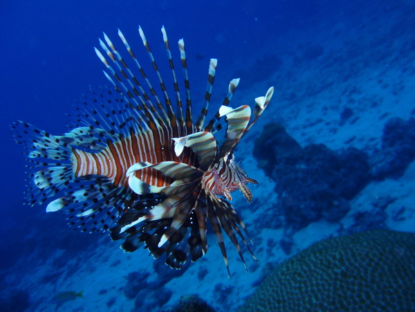 海底生物图片