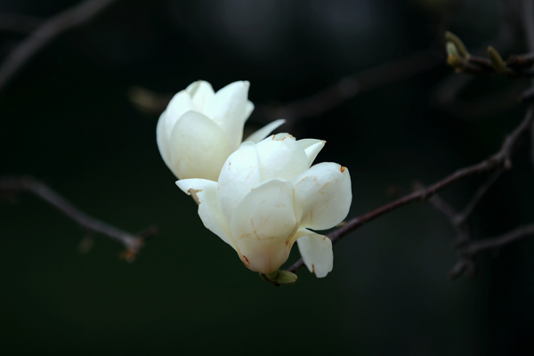 白玉兰花开