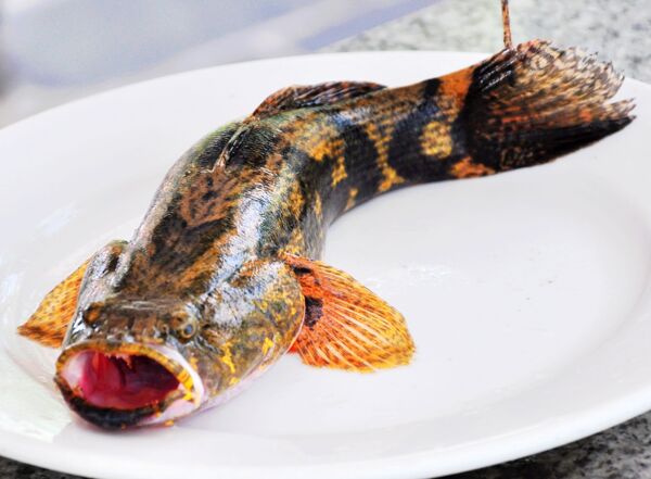 淡水鱼之王沙蚌鱼图片