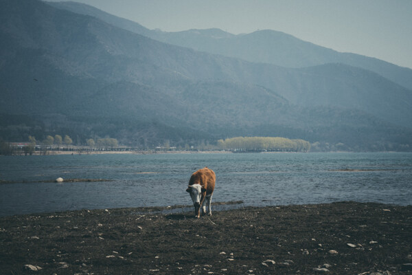 农民家在湖边的小奶牛