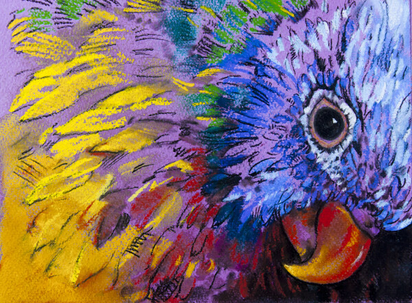 彩色鹦鹉油画