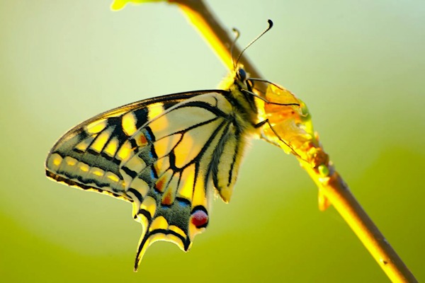美丽的彩色蝴蝶图片