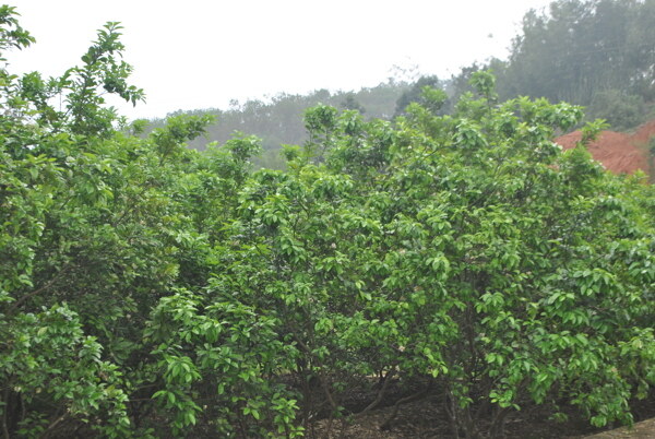 化橘红种植基地图片