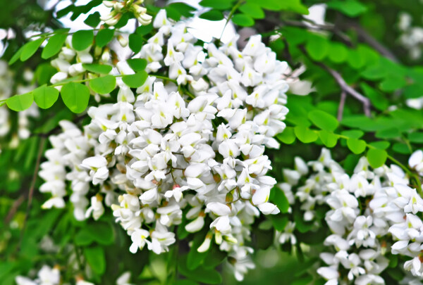 白槐花槐花香图片