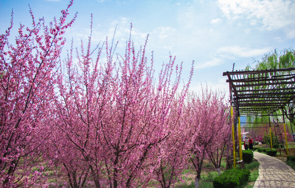 海棠花树拍摄素材图片