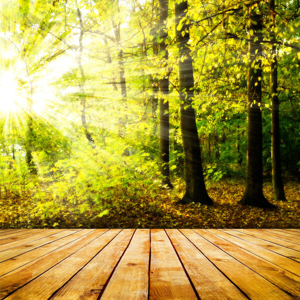 木板与树木景色图片