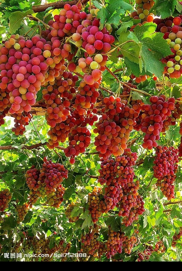 新疆农业葡萄园图片