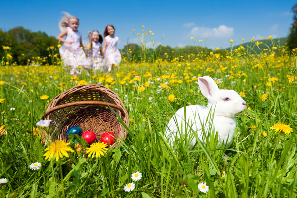 花丛里的兔子与彩蛋图片