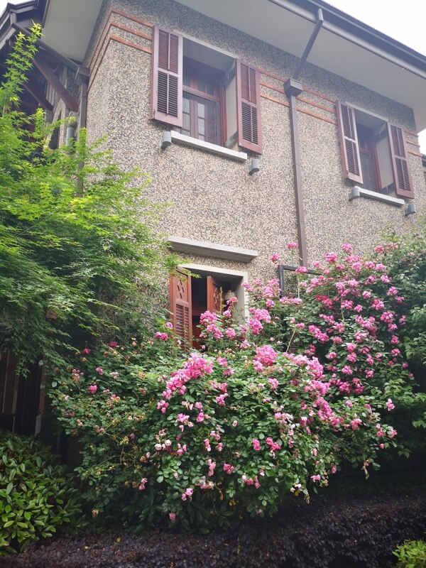 老洋房与蔷薇花