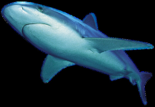 游动的蓝色鲨鱼免抠png透明素材