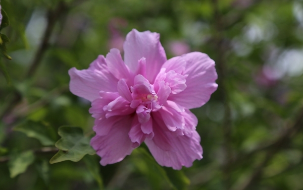 木槿花图片