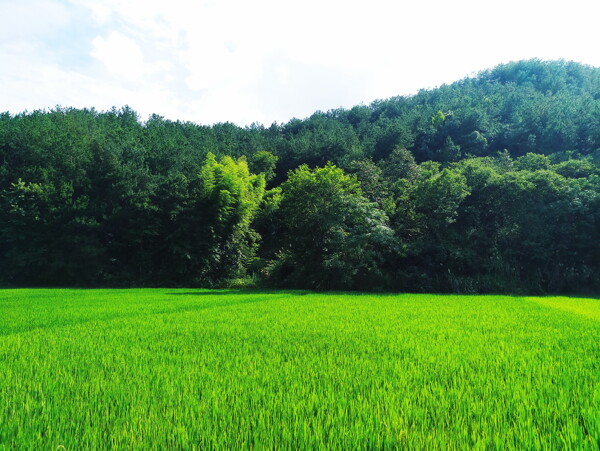 田野