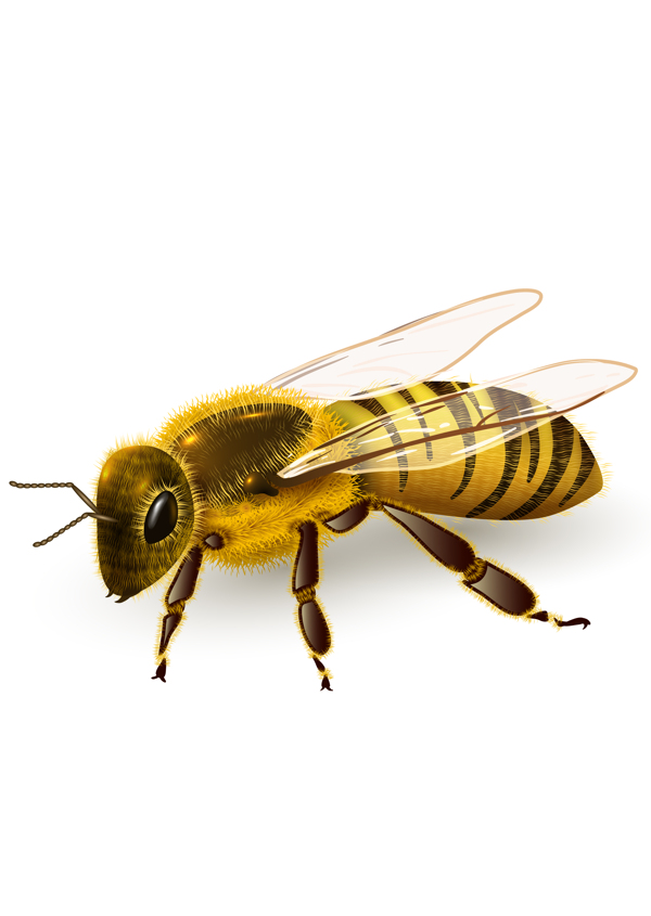 蜂蜜动物图标图形标志素材