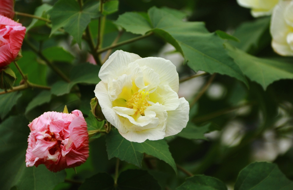 芙蓉花