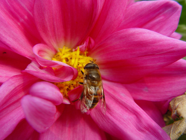 蜜蜂采蜜图片
