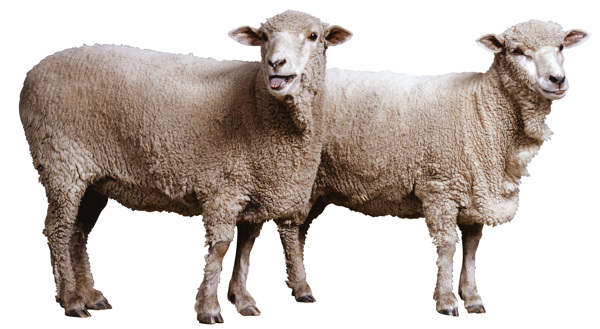 羊绵羊家畜动物图片