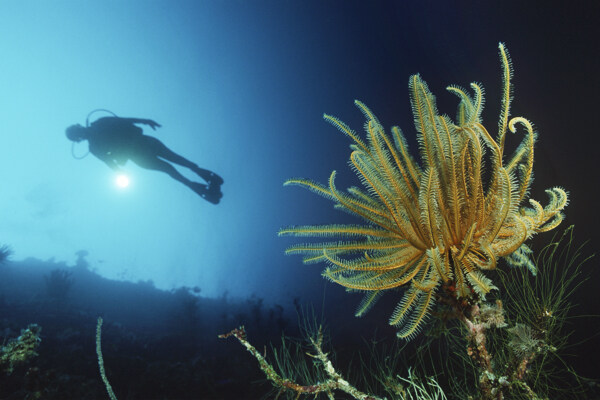 海底生物与潜水员图片