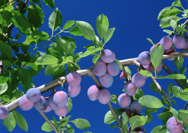蓝莓高清晰图片