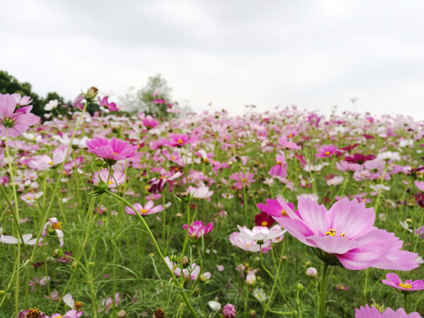 格桑花