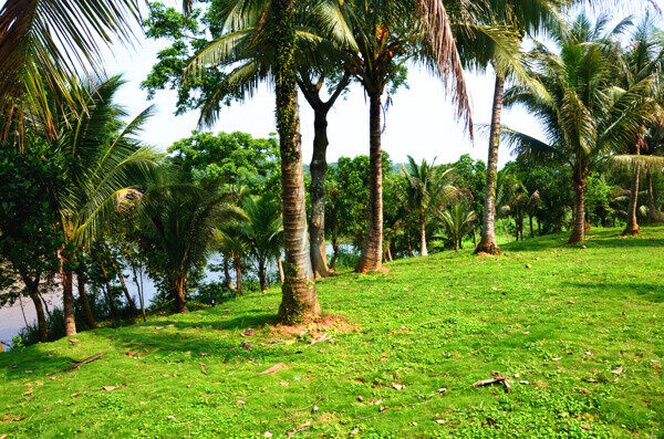 椰子林