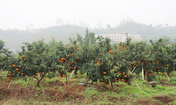 水果柑橘果树