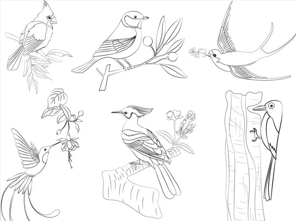 鸟类素描