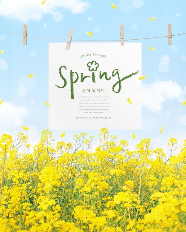 春季唯美油菜花海报模板设计