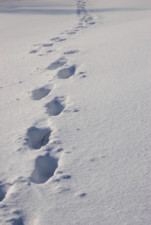 雪地上的脚印图片