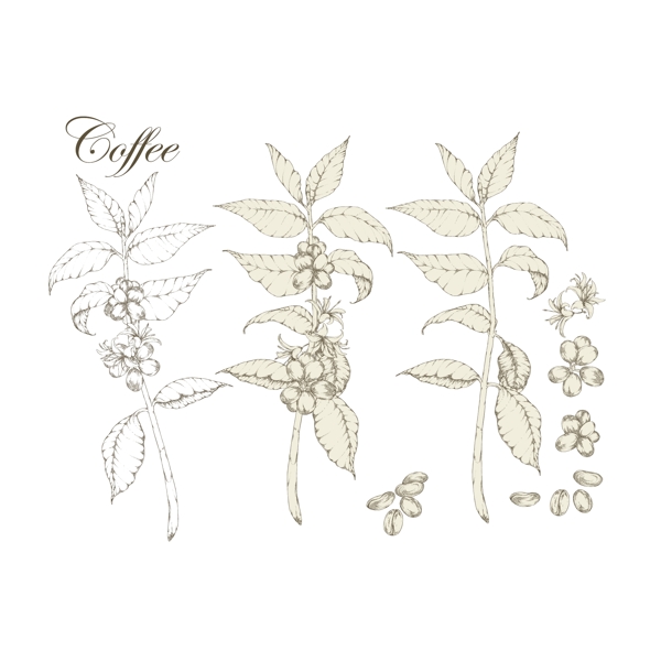 咖啡植物的收集