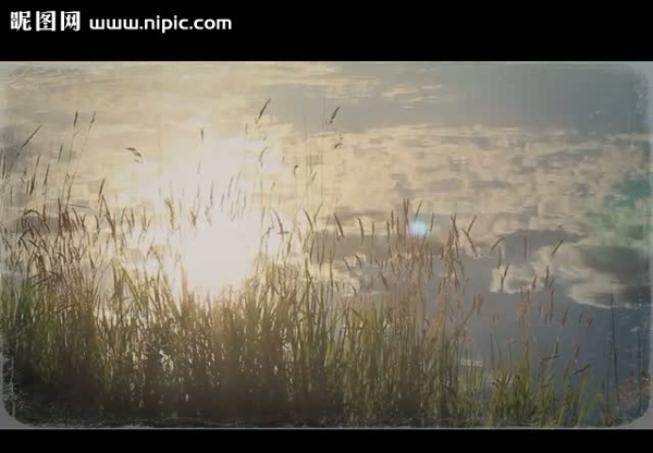 自然环境水草视频素材