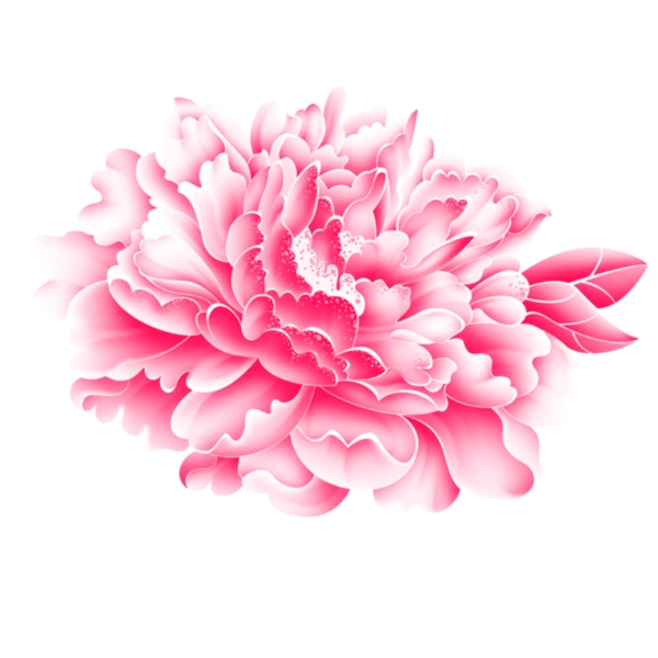 粉红色花花朵手绘