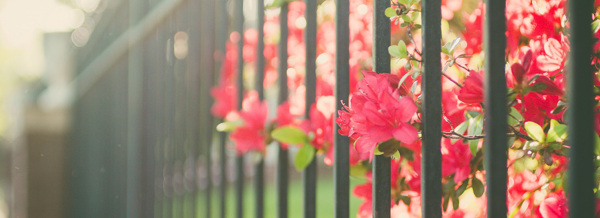 栅栏中的花