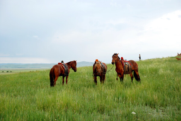 草原蒙古马图片