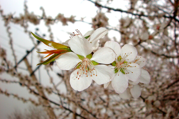 春雨桃花艳图片