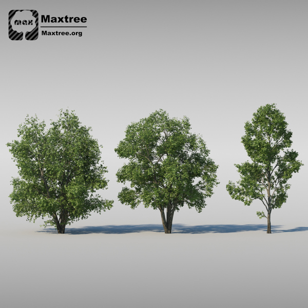 青翠树木组合模型