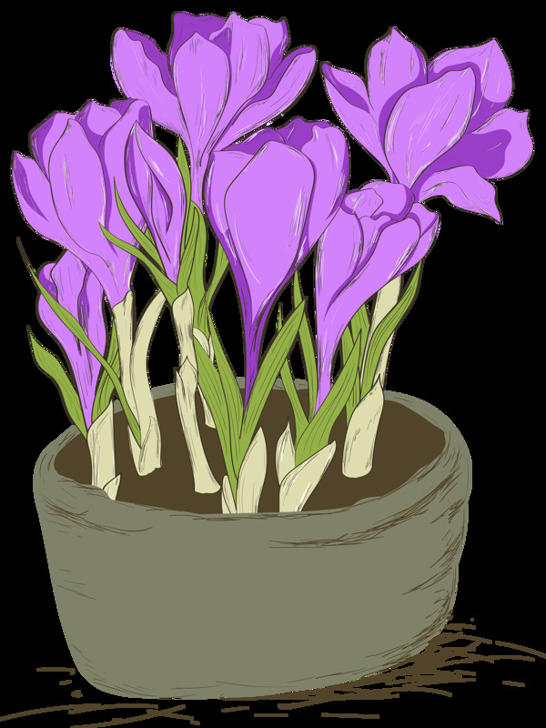 手绘美丽紫色花朵盆栽透明花朵素材
