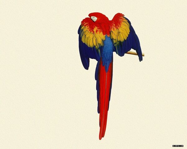 彩色翅膀鹦鹉