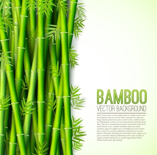 竹子绿竹背景图片