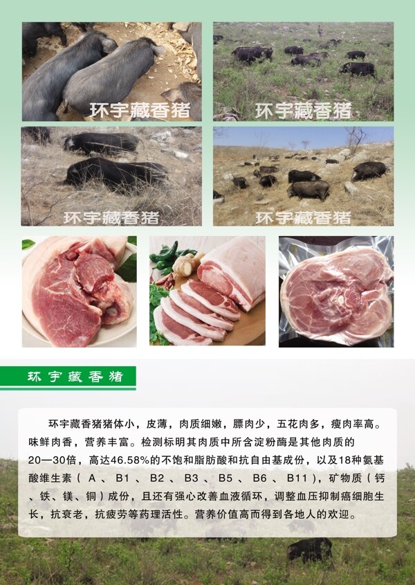 藏香猪图片