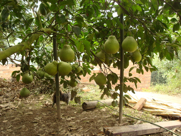 农家柚子图片