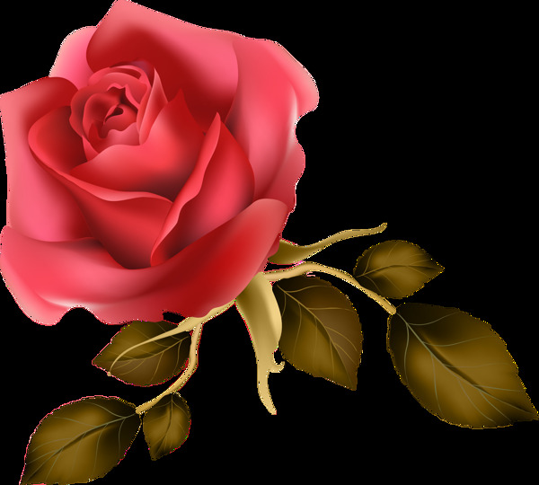 酒红玫瑰透明装饰素材