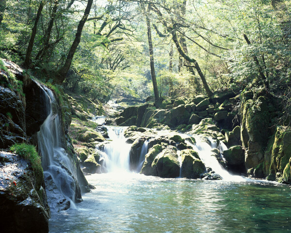 树植物风景水