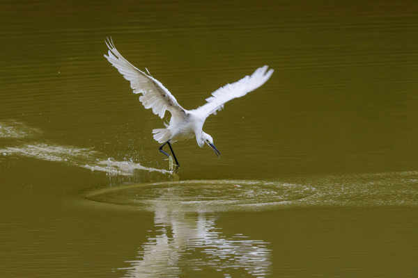 湖面上飞翔白鹭图片